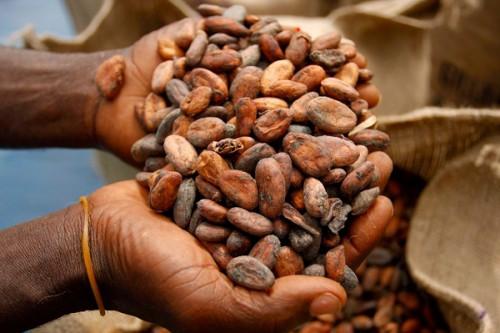 culture du cacao