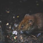 Répulsifs contre les rats solutions efficaces pour protéger votre maison