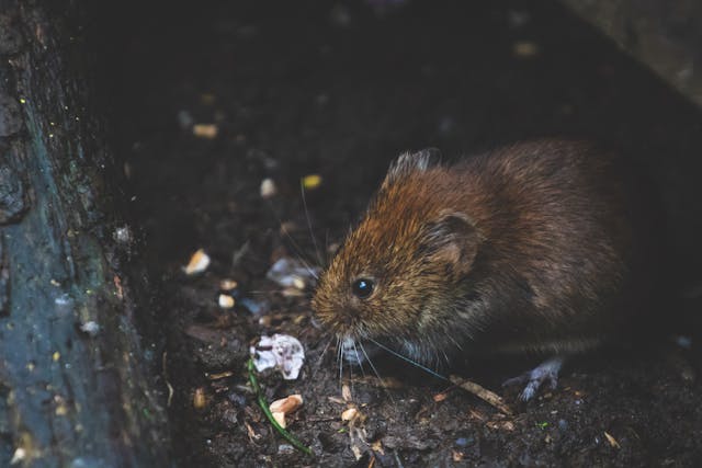 Répulsifs contre les rats solutions efficaces pour protéger votre maison