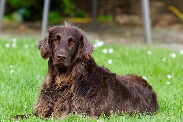 races de chiens loyales