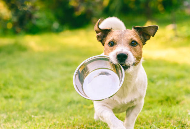 Optimiser l'alimentation de votre chien