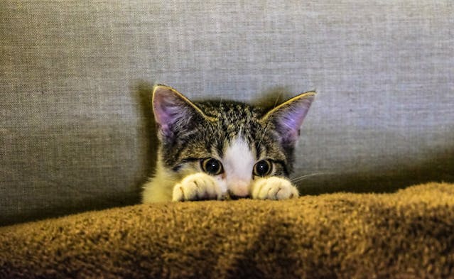 Comment bien nourrir votre chat : croquettes, pâtées ou alimentation maison