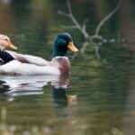 bassin de jardin