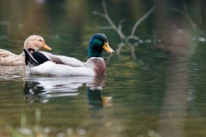bassin de jardin