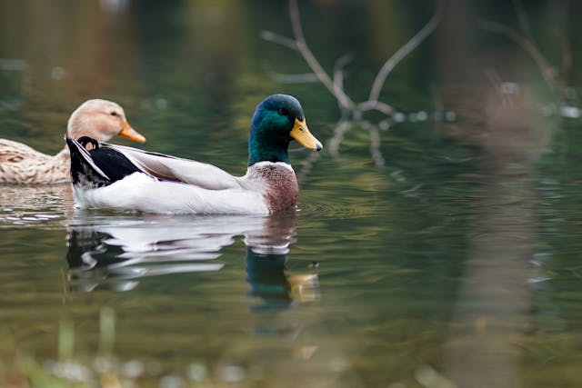 bassin de jardin